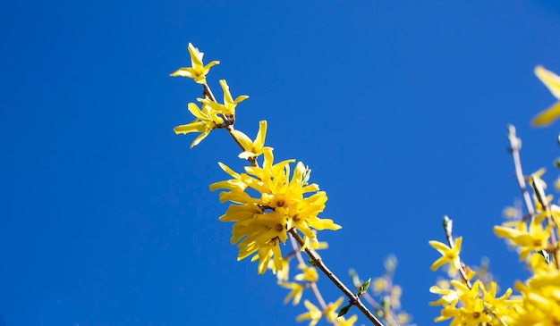 Fleurs d'arbustes jaunes de printemps en fleurs - Forsythia intermedia border forsythia . Petites fleurs jaunes sur une branche contre un ciel bleu