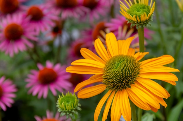 des fleurs d'aster colorées