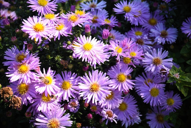 Fleurs d'aster japonais ou Kalimeris incisa