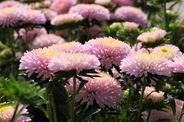 Fleurs d'aster de jardin agrandi