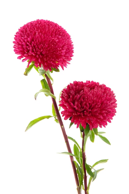 Fleurs d'aster rose isolés sur blanc