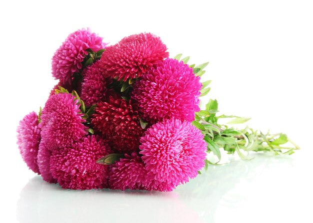 Fleurs d'aster rose isolés sur blanc