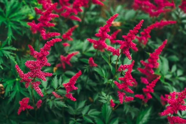 Fleurs d'Astilbe rouge.