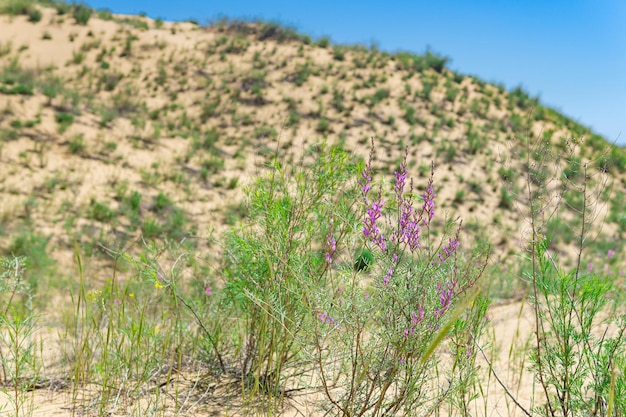 Fleurs D'astragale Pourpre Dans La Dune De Sable De Sarykum Du Désert De Printemps En Fleurs