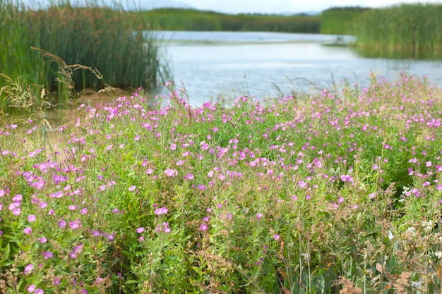 Fleurs au bord du lac