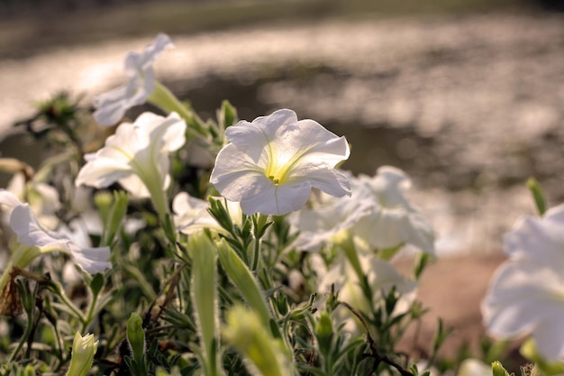 Fleurs au bord de l'eau à la plage