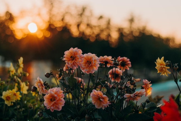 Des fleurs au coucher du soleil, le soleil se couche.