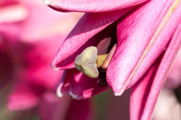 Fleurs au printemps, les fleurs sont cultivées pour l'aménagement paysager