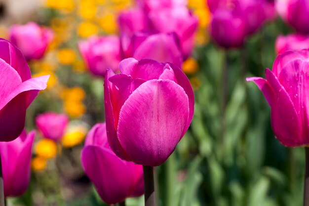 Fleurs au printemps