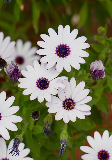 fleurs au printemps