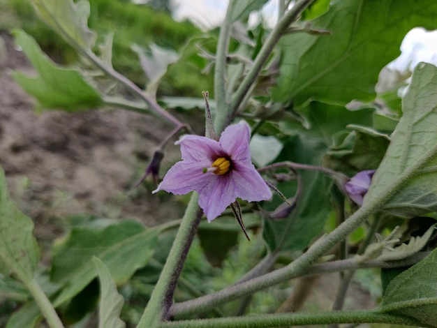 Fleurs de l'aubergine dans le jardin.