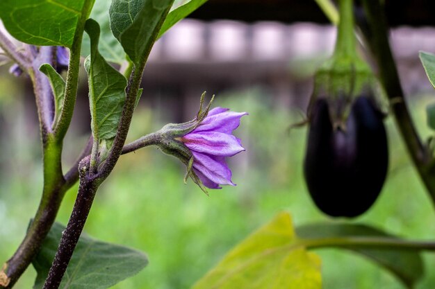 Fleurs d'aubergines sauvages violettes en fleurs