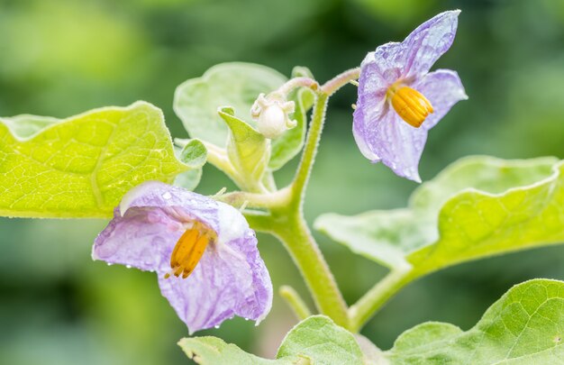 Fleurs d&#39;aubergines - Solanum virginianum L.