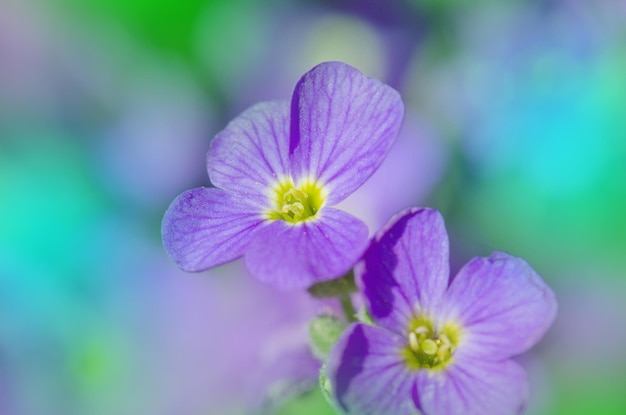 Photo fleurs aubretia ou aubrieta deltoidea fleurs printanières violettes dans le jardin