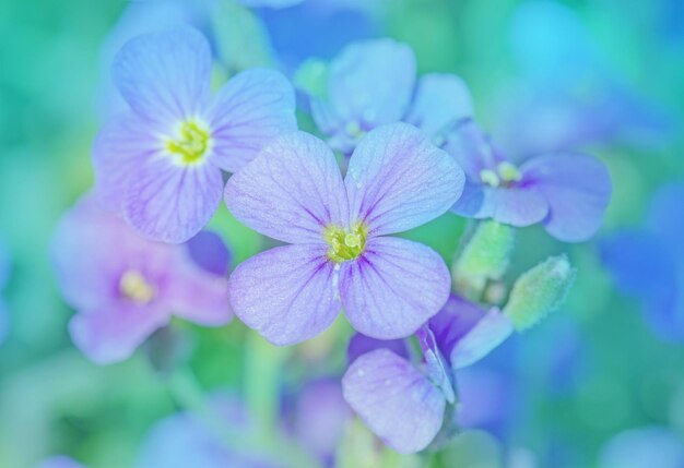 Fleurs Aubretia ou Aubrieta Deltoidea Fleurs printanières violettes dans le jardin