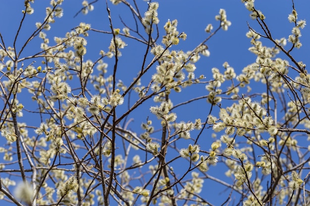 Fleurs d'aulne de printemps par une journée ensoleillée.