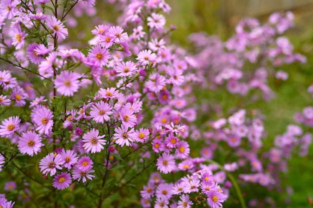 Fleurs d'automne Aster novi-belgii couleur violet clair vibrant en pleine floraison dans le jardin.