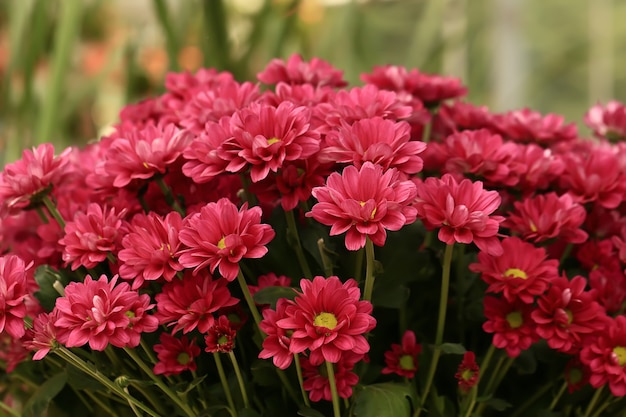 Fleurs d'automne de chrysanthèmes roses. mise au point sélective douce