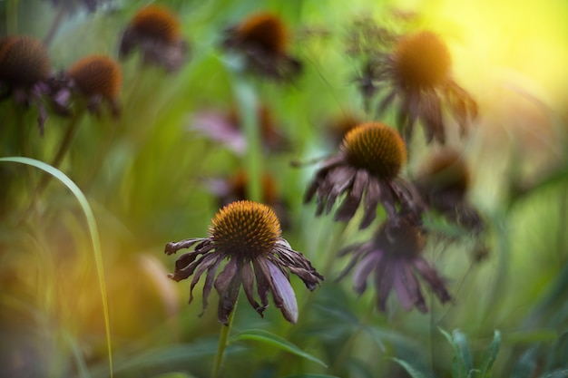 Fleurs d'automne dans un jardin