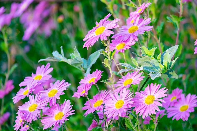 Fleurs d'automne lumineuses Asters