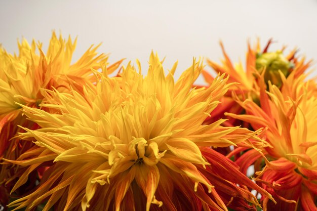 Fleurs d'automne orange vif en arrière-plan