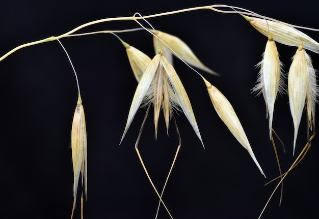 Fleurs d'avoine sauvage Avena sp sur un fond noir