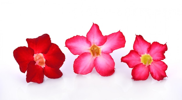 Fleurs d&#39;azalée isolés sur fond blanc