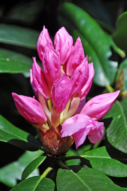 Fleurs d'azalée rose en pleine floraison avec des feuilles vertes