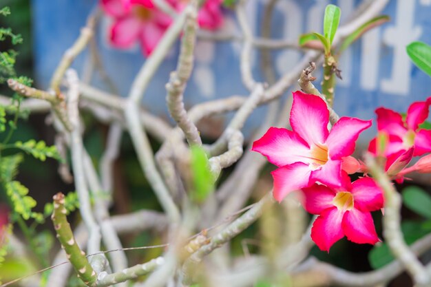 Fleurs d&#39;azalée rose