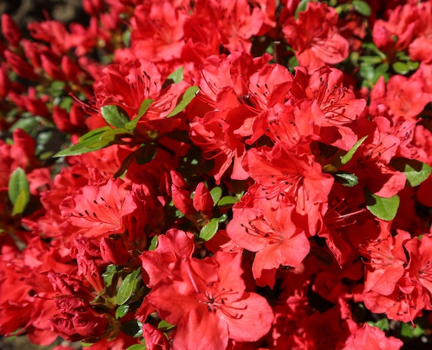 Fleurs d'azalée rouge en fleurs au printemps jardin jardinage concept floral background