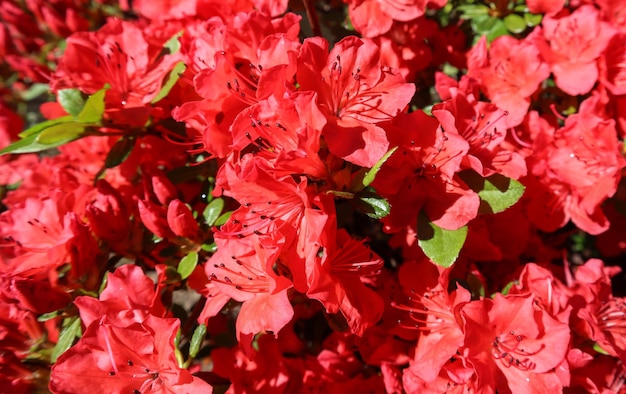 Fleurs d'azalée rouge en fleurs dans le jardin de printemps Concept de jardinage Fond floral