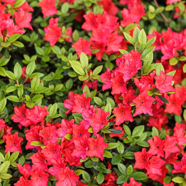 Fleurs d'azalée rouge en fleurs dans le jardin de printemps Concept de jardinage