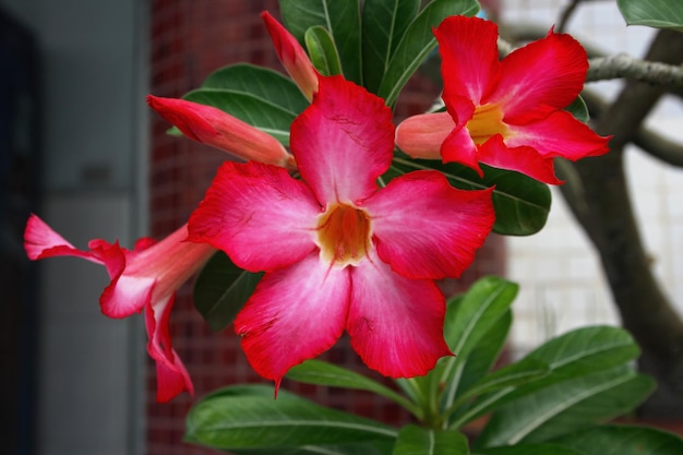 Les fleurs d'azalée rouge