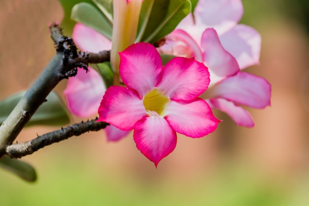 fleurs d&#39;azalée