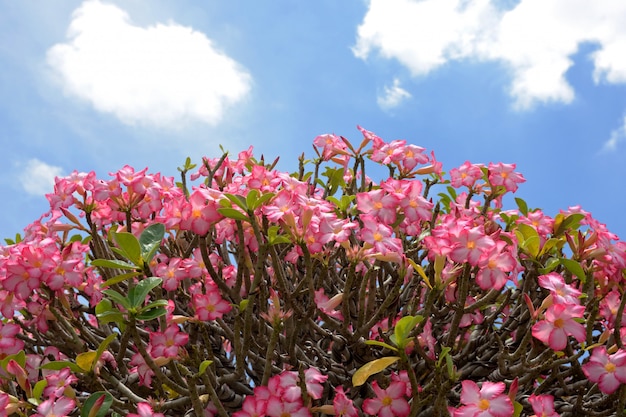 Fleurs d&#39;azalée