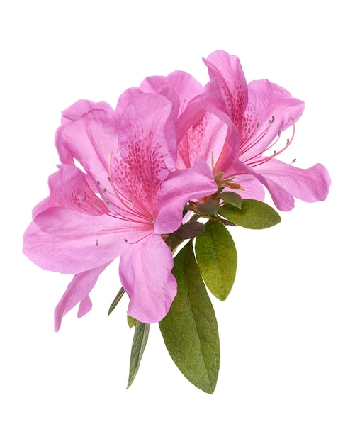Fleurs d'azalées avec feuilles Fleurs roses isolées sur fond blanc avec chemin de coupe