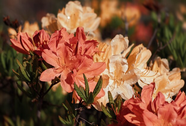 Fleurs d'azalées