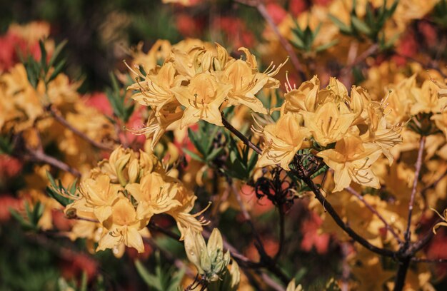 Fleurs d'azalées