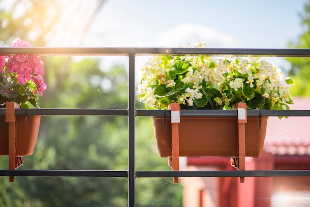 Fleurs sur le balcon Les fleurs sont suspendues dans des pots Le concept de jardinage et de floriculture Sur la balustrade du balcon, accrochez de belles fleurs lumineuses blanches et jaunes dans un long pot de fleurs