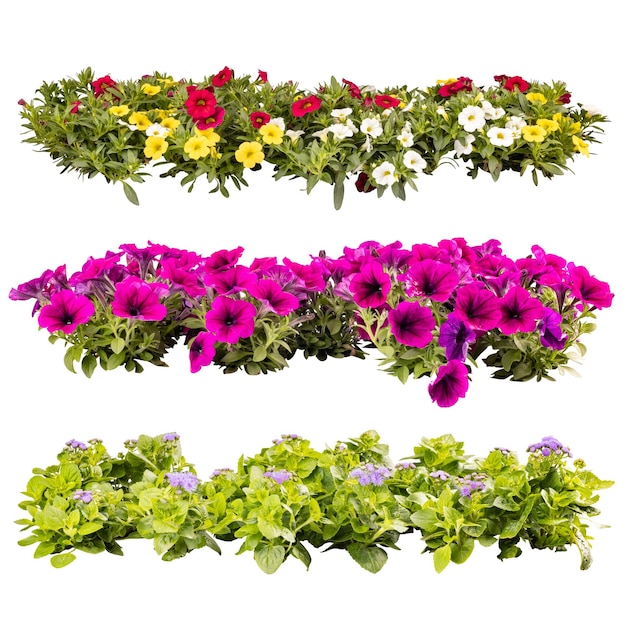 Fleurs de balcon en rangées