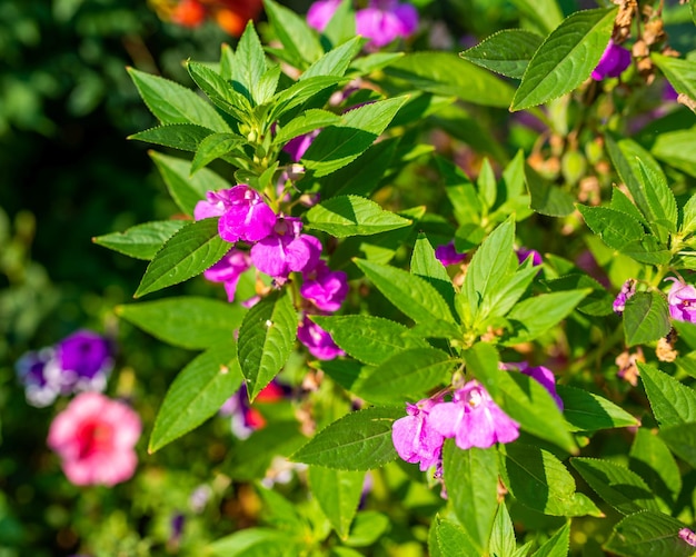 Fleurs de balsamine pourpre sur la tige parmi les feuilles du jardin