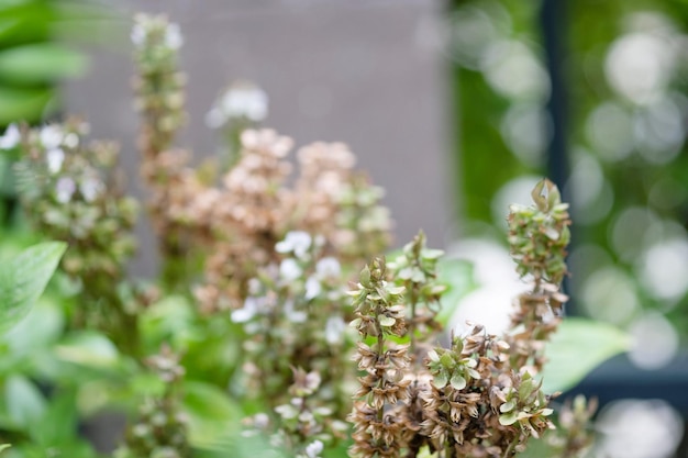 Fleurs de basilic au jardin bio