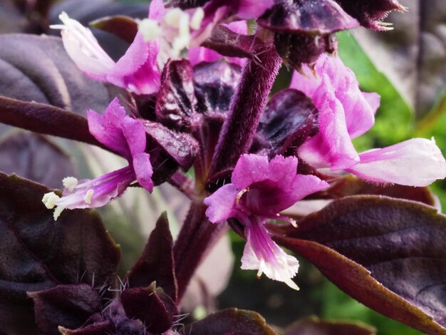 fleurs de basilic