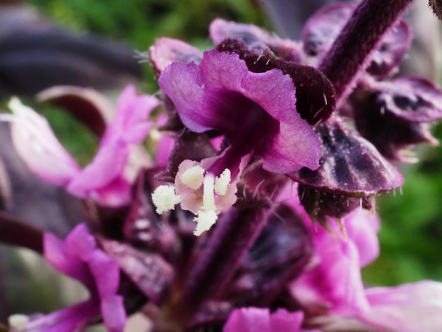 fleurs de basilic