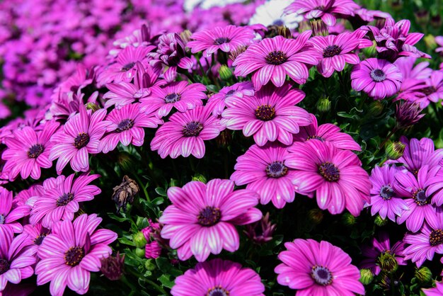 Photo fleurs de beau chrysanthème pourpre dans le jardin de la nature à doi inthanon chiang mai, thaïlande