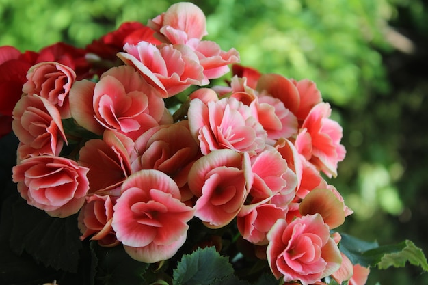 Fleurs de bégonia rose Plante de bégonia en pleine floraison