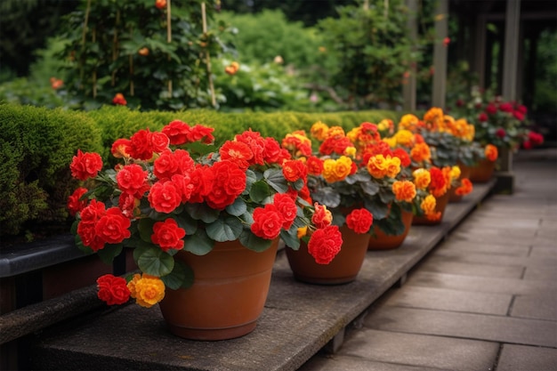 Fleurs de bégonia rouge et jaune vif en pots