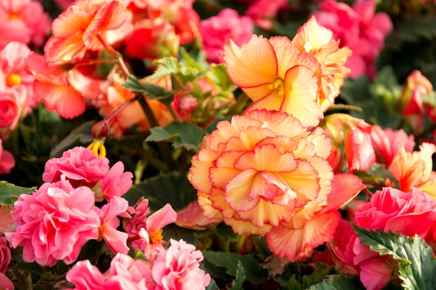 fleurs de bégonia se bouchent