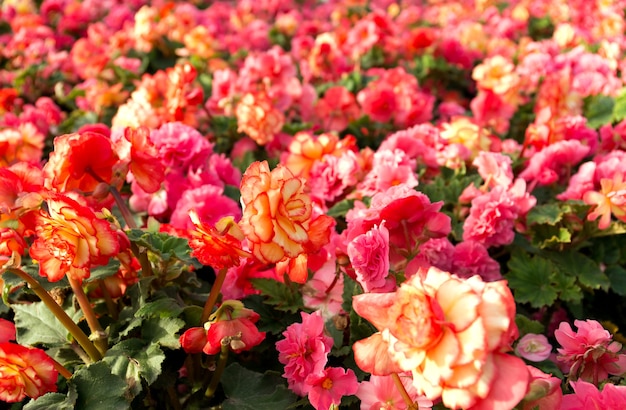 fleurs de bégonia se bouchent