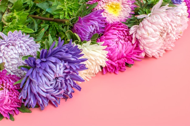 Fleurs de belle Aster sur fond de couleur rose pastel. Pose à plat,